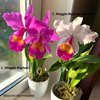 Cattleya Maggie Raphael.